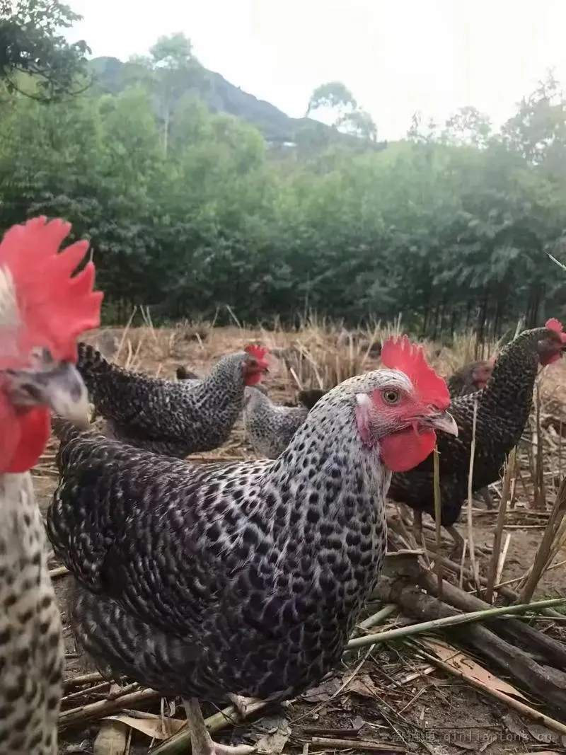 散养鸡和规模化养殖，未来谁更有前景？答案可能不是二选一