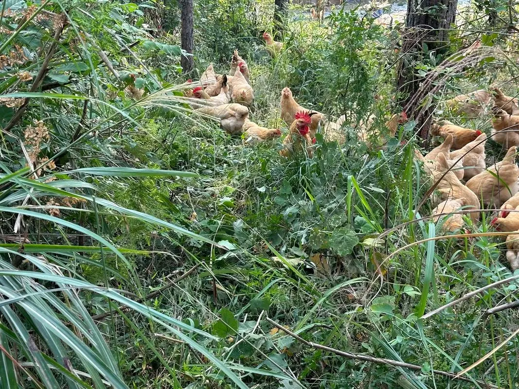 放养鸡与笼养鸡口感差异显著：散养模式前景广阔