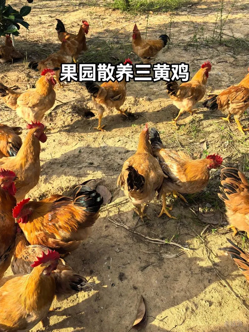 白羽肉鸡与黄羽肉鸡有什么区别？产业特点和养殖选择一次说清