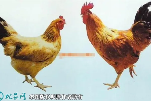 中国禽谱：如皋黄鸡