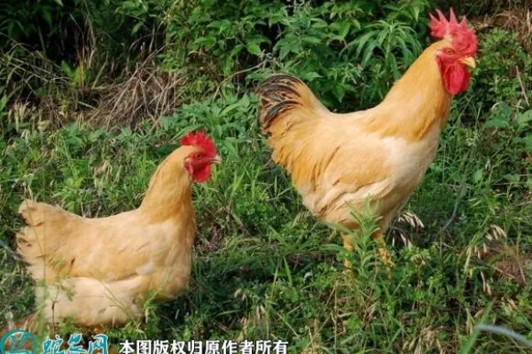 如皋黄鸡 2