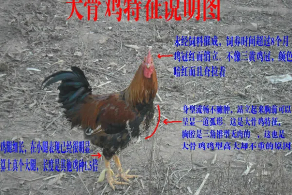 大骨鸡 2