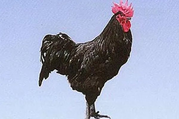 寿光鸡