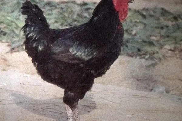 寿光鸡