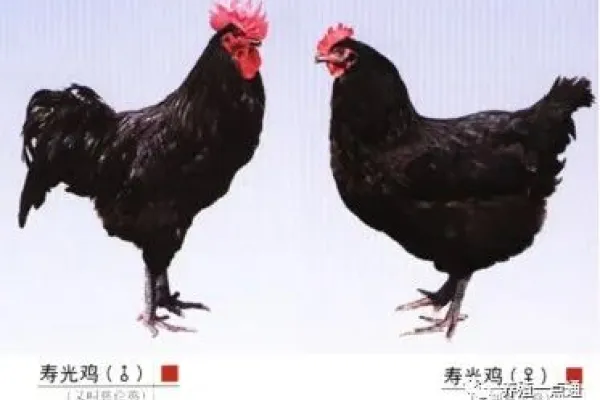 寿光鸡 2