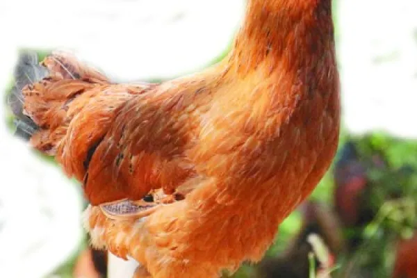 琅琊鸡