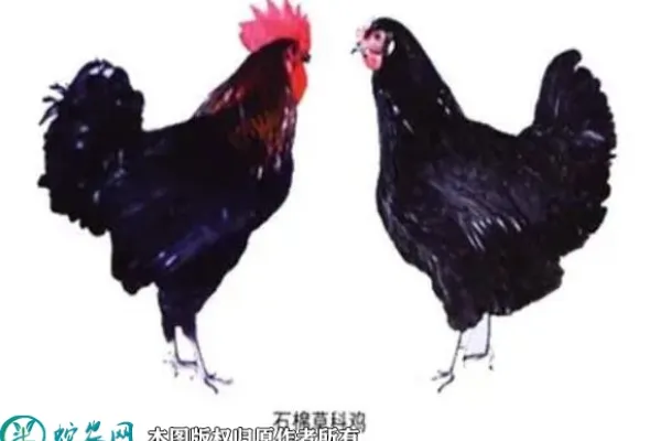 双莲鸡