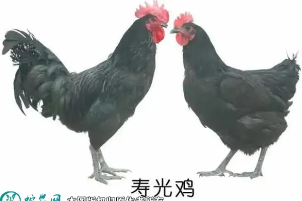 双莲鸡