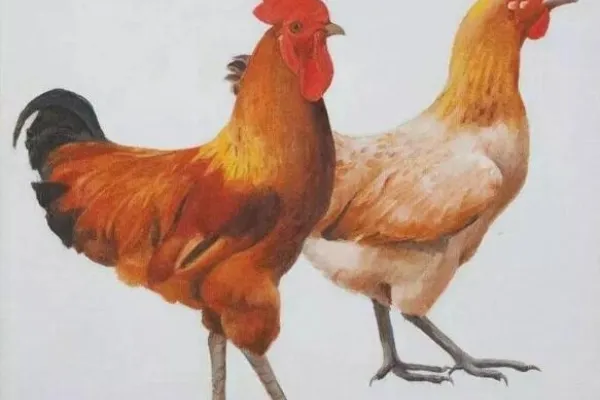 双莲鸡 2