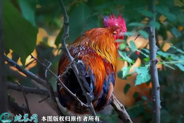 卢氏鸡