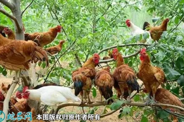 卢氏鸡