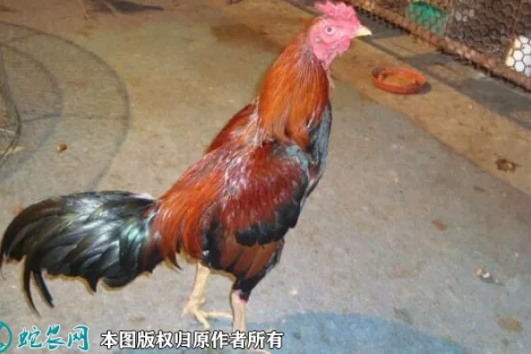 正阳三黄鸡