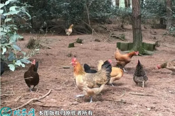 正阳三黄鸡