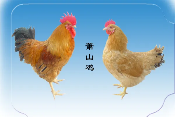萧山鸡
