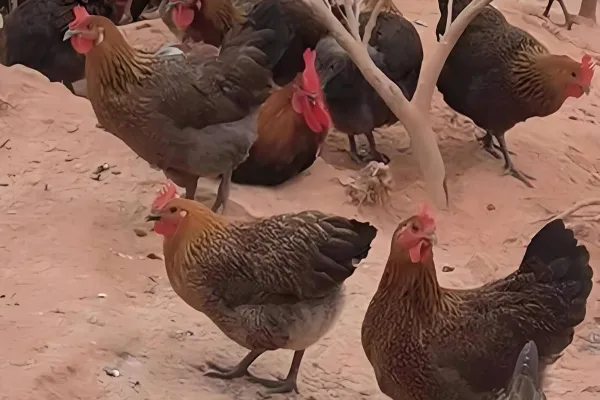 崇仁麻鸡