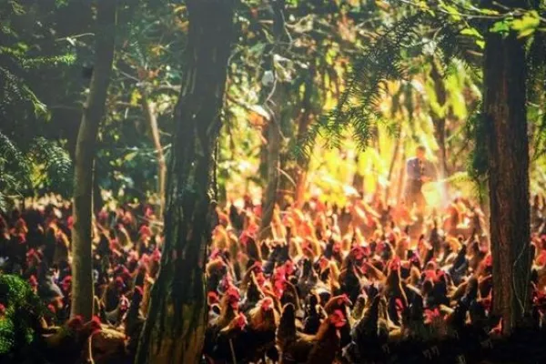 崇仁麻鸡 2