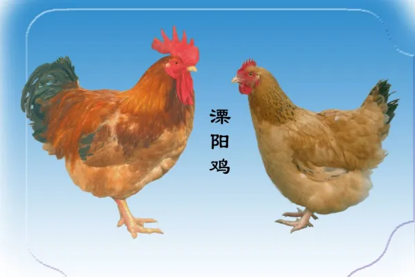 溧阳鸡