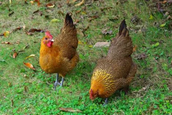 溧阳鸡