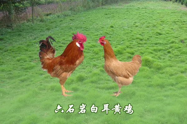 白耳黄鸡 3