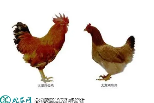 太湖鸡
