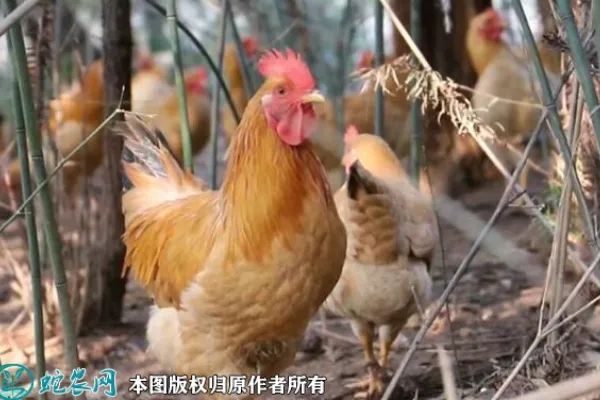 太湖鸡 2