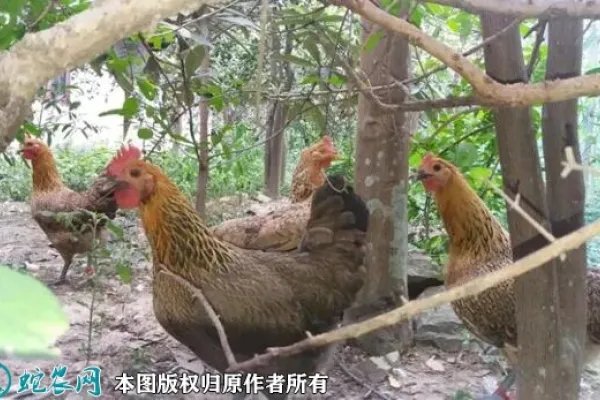 太湖鸡 3
