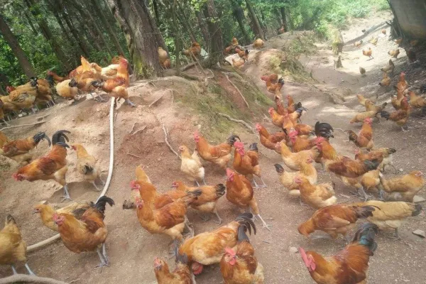 信宜怀乡鸡 2