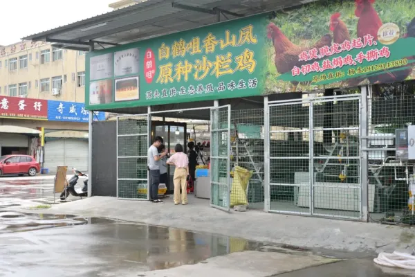 中山沙栏鸡 2