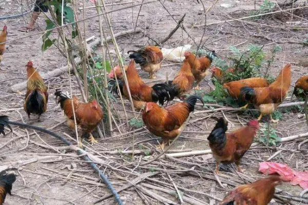 灵山香鸡