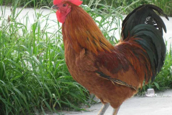 南丹瑶鸡
