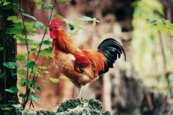 南丹瑶鸡 2