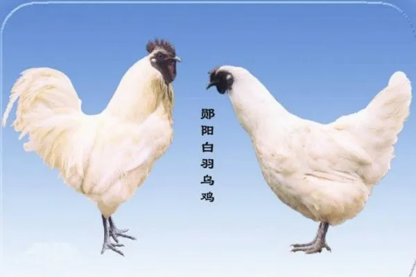 郧阳白羽乌鸡