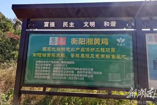 湘黄鸡 3