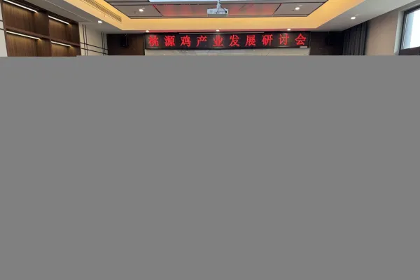 桃源鸡 3