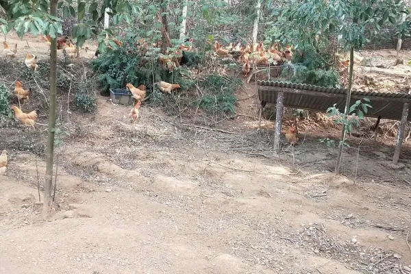 江汉鸡
