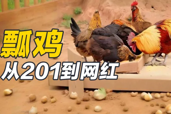 瓢鸡