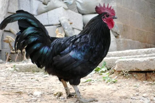 东兰乌鸡 4