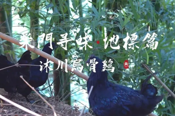 沐川乌骨黑鸡