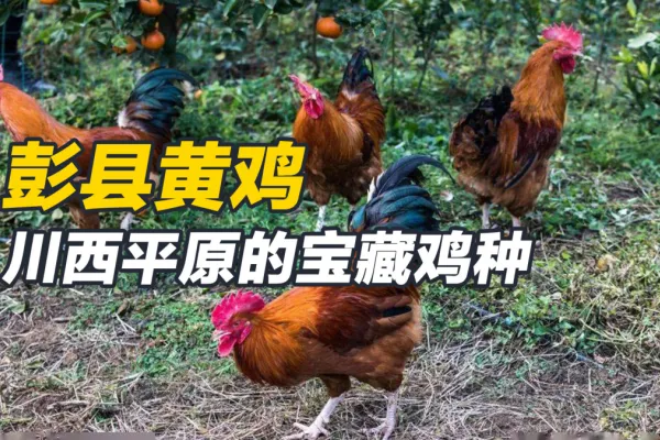 彭县黄鸡