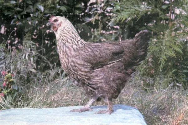 米易鸡 2
