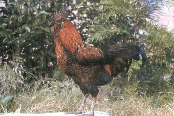 米易鸡 4