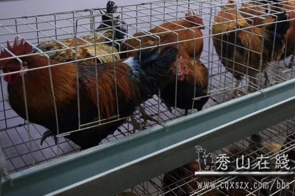 秀山土鸡