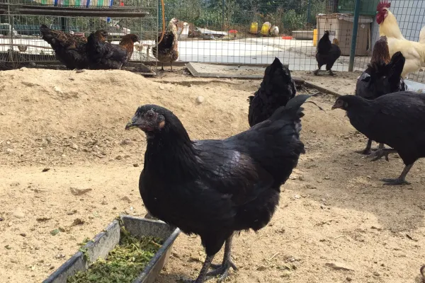 凉山崖鹰鸡