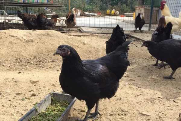 凉山崖鹰鸡 2
