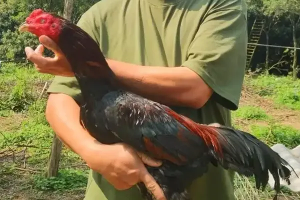 漳州斗鸡