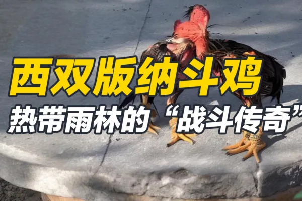 西双版纳斗鸡