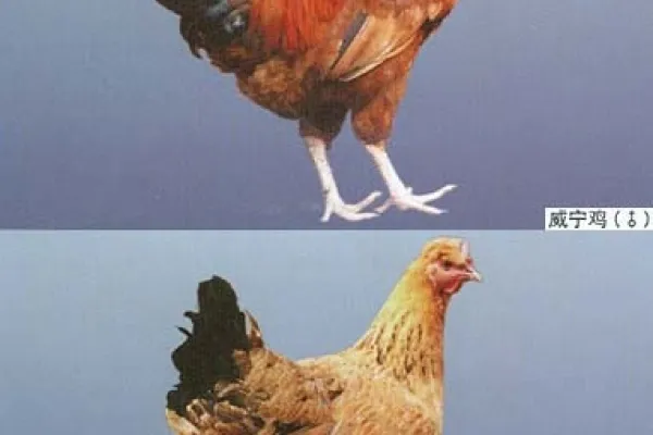 威宁鸡 4