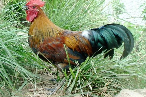 黔东南小香鸡