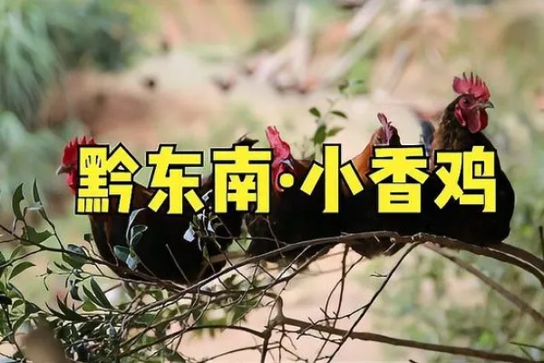 黔东南小香鸡 4