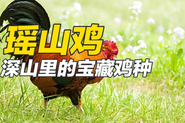 瑶山鸡